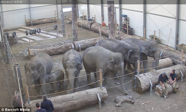 Elephants grieve after the death of a baby Elephant