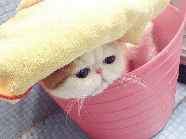 Adorable cat taking a bath