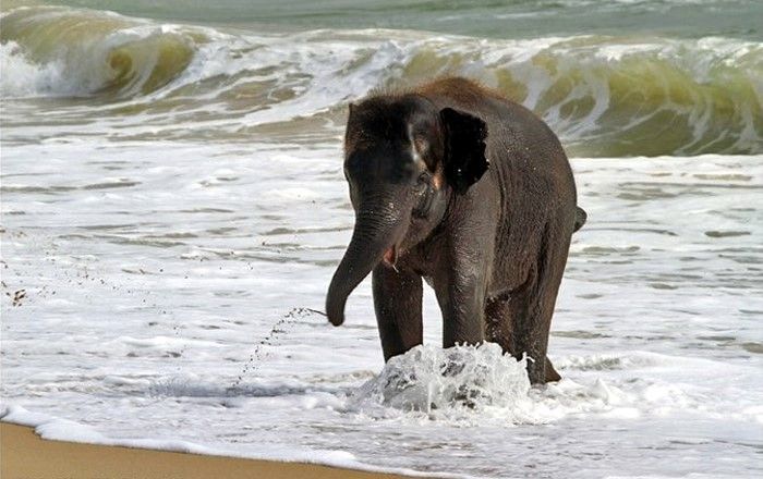 Elephant meets