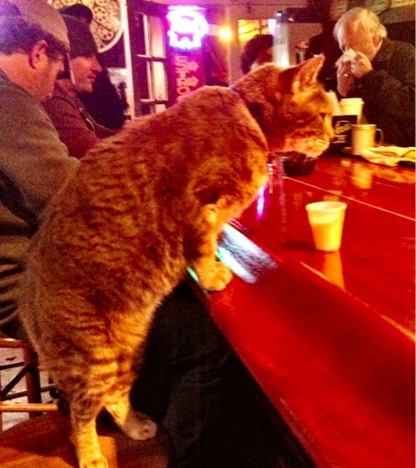 Cat enters the Bar