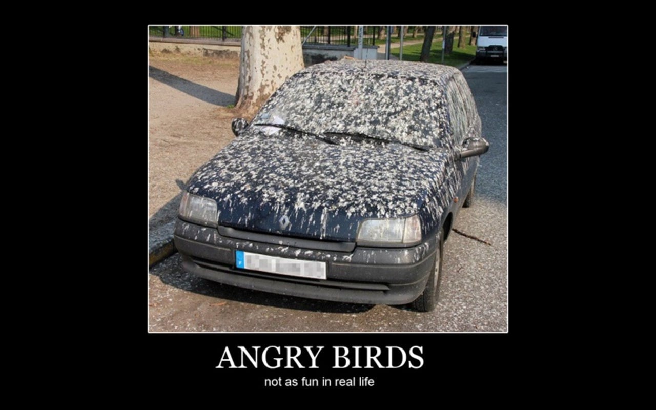 The Angry Birds Joke