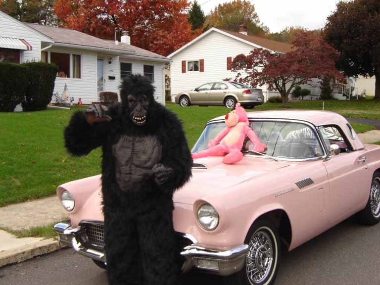 The Gorilla Passenger and Traffic Laws