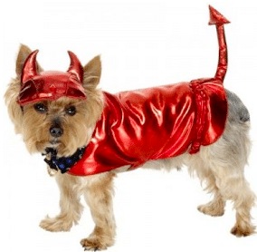 Best and worst pet halloween costumes