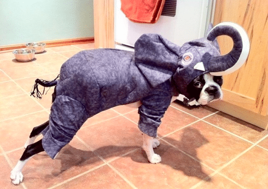 The Best and Worst Pet Halloween Costumes