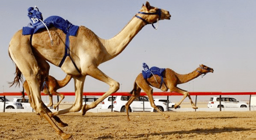 Amazing Animal Races and Sports You Would Love to See