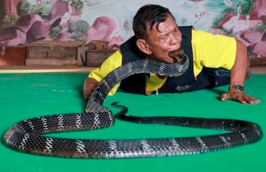 Incredible images of people and snakes